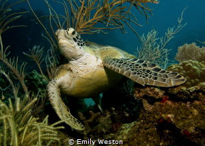 Emergence
Green sea turtle emerging through soft corals. by Emily Weston 